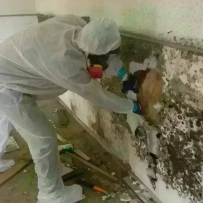 Mold Remediation and Removal in Sterling, KS